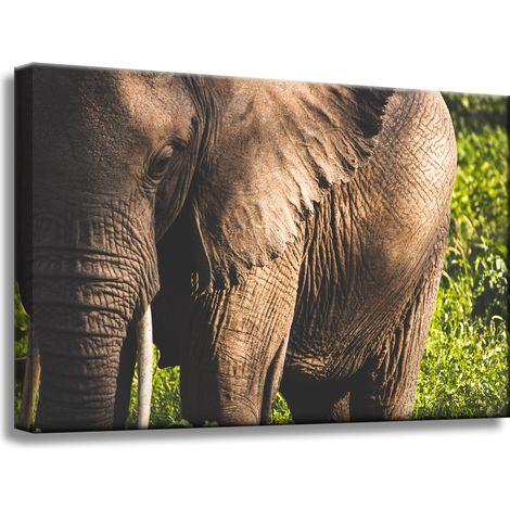 Leinwanddruck „Tiere – Elefant – Nahaufnahme“, 60 x 40 cm