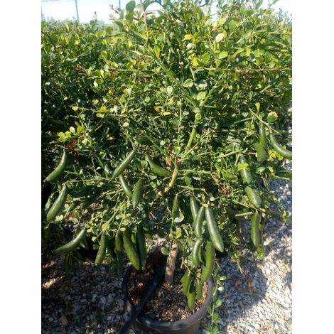 Limone caviale giallo "Citrus australasica" pianta di Finger Lime in mastello 40 cm