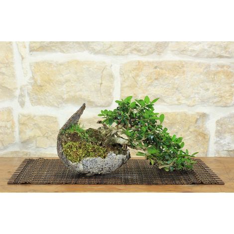 Bonsai di Olivastro (295) (1/5)