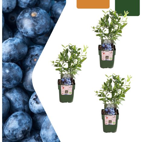 Lot de 3 Plants de Myrtilles BIO Vaccinium corymbosum Myrtillier Pot Ø 13 cm H 20-25 cm - PANGIVO (1/5)
