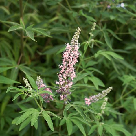 Gardenaria Vitex 'Pink Pinnacle' - Arbusto ornamentale da giardino - Altezza: 40/50 cm (vaso18) (1/2)