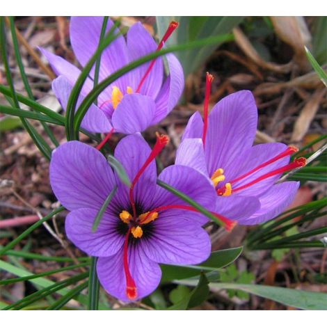OFFERTA 200 BULBI DI CROCUS SATIVUS ZAFFERANO Calibro 8/9 croco coltivazione (1/5)