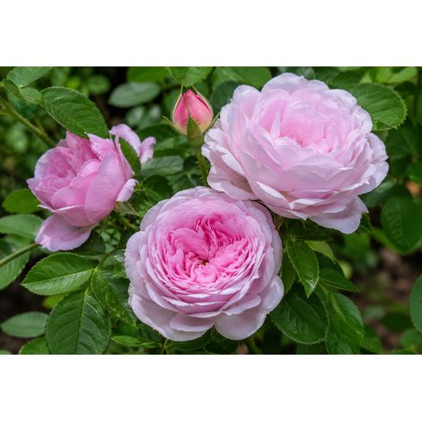 Gardenaria Rosa 'Baroness Rotshild' - Rosa da giardino - Altezza: 30/40 cm (vaso22) (1/2)