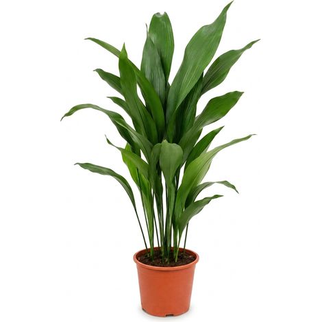 Bloomique - Aspidistra Elatior - Plante de fer - Plante à feuillage - Plante d'intérieur - Convient également aux endroits sombres - Sans danger pour les animaux - Facile d'entretien - Hauteur : 70-80 (1/5)