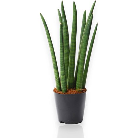 Gardenaria Sansevieria cylindrica 'Spaghetti' - Pianta da interno ornamentale - Altezza: 40 cm (vaso 12) (1/5)