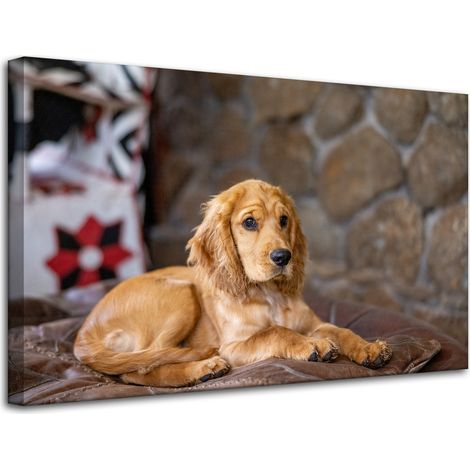Leinwanddruck Tiere Cocker Spaniel Hund 80x50 cm