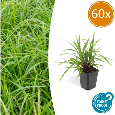 Lot de 60 Carex morrowii 'Irish Green' Plante Couvre-sol Persistante - Pot Ø9cm - 10-25 cm - PANGIVO (1/5)