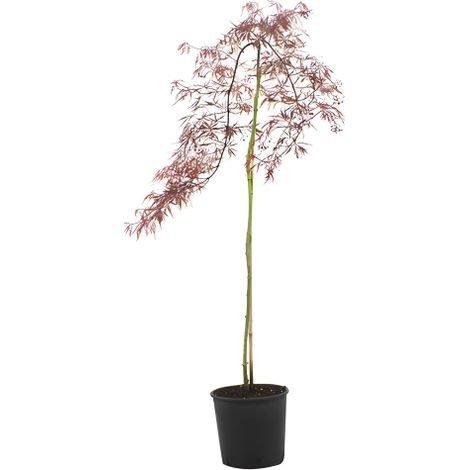 Acero rosso giapponese "Acero palmatum dissectum Inaba Shidare" pianta in vaso ø18 cm Vivaio di Castelletto (1/5)