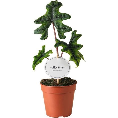 Alocasia Jacklyn plante d’intérieur feuillage exotique nervuré pot 12 cm hauteur 30 cm - PANGIVO