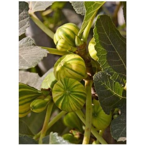 Figuier 'Panaché' Pot de 7,5L/10L, 1/4 de tige