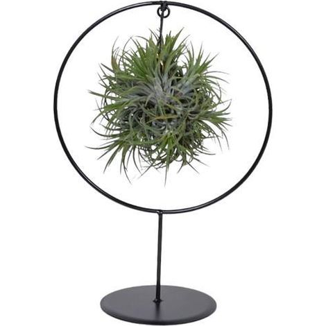 Tillandsia Ring Mix Plante Verte Décorative Intérieur et Extérieur Ø17cm Hauteur 30cm - PANGIVO