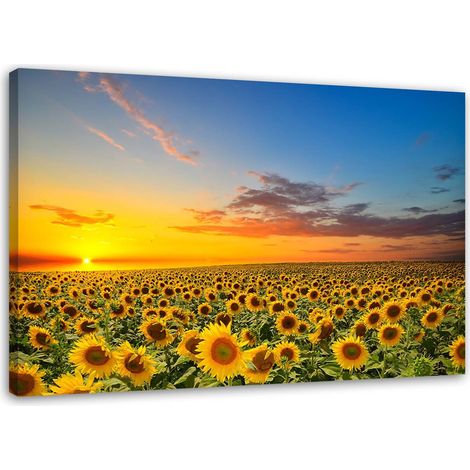 Tableau, Prairie de tournesols au coucher du soleil - 60x40