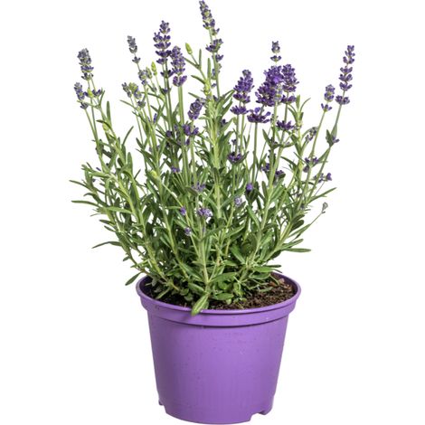 Lot de 8 Lavandes Vraies Lavandula angustifolia Ø13cm Hauteur 30-40cm Fleurs Violettes Parfumées - PANGIVO (1/3)