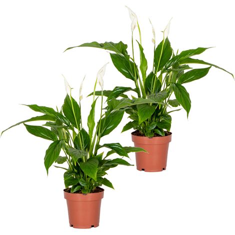 Bloomique - Lot de 2 - Spathiphyllum - Fleur de lune - Plantes d’intérieur - Dépolluante - Hauteur 30-40 cm - Pot 12 cm (1/5)