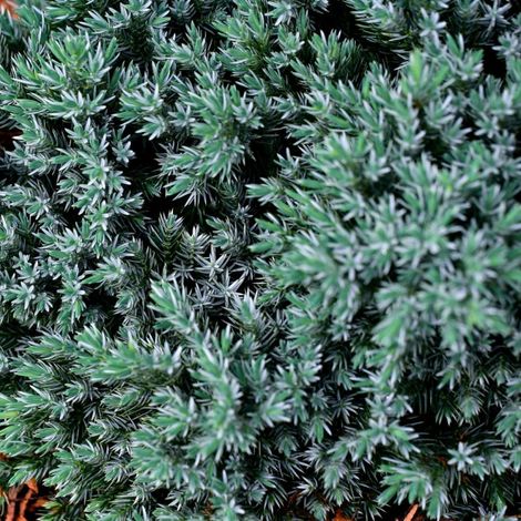 Genévrier écailleux Blue Star - Juniperus squamata Blue Star 20/30cm Pot 2,5L (1/4)