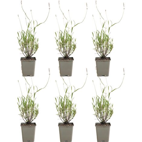 Bloomique - Lot de 6 - Lavandula Angustifolia 'Dwarf Blue' - Lavande naine - Floraison abondante - Attire les abeilles et les papillons - Rustique - Vivace - Hauteur 10-20 cm - Pot 9 cm