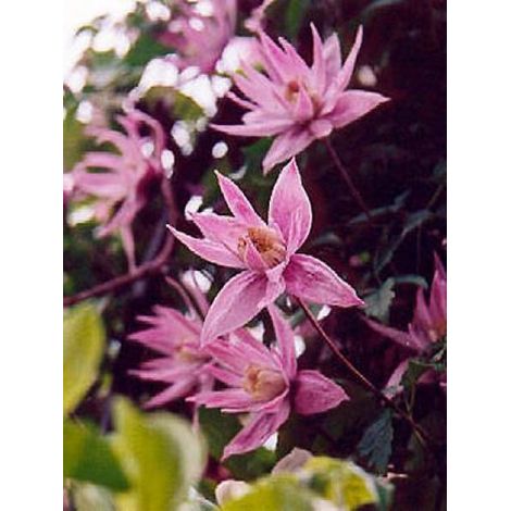 Clématite macropetala 'Markham's Pink' Pot de 2L/3L (1/2)
