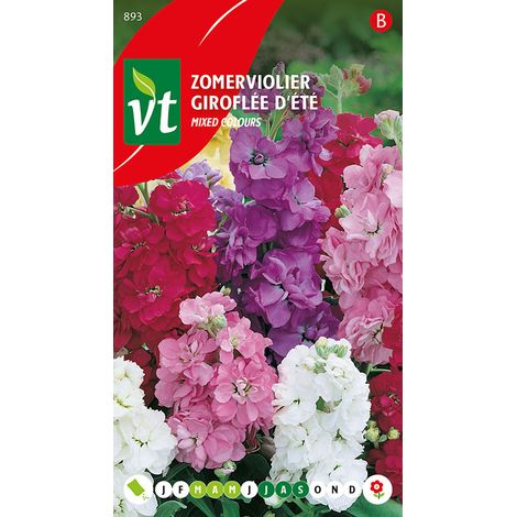 Giroflée D'Été Varie - Ca. 0,75 gr (Livraison Gratuite) (1/2)