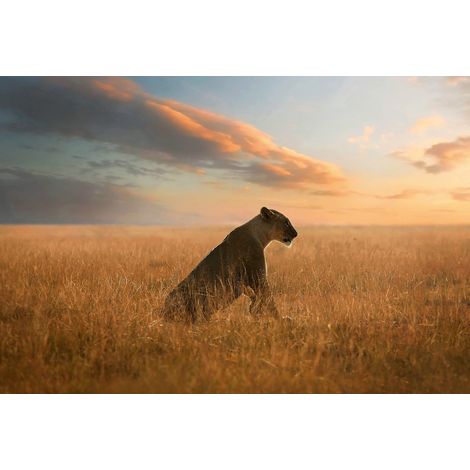 Papier peint panoramique paysage animaux | Tapisserie panoramique coucher de soleil | Papier peint panoramique lionne pour chambre - 384 X 260 cm (8 pièces) (1/2)