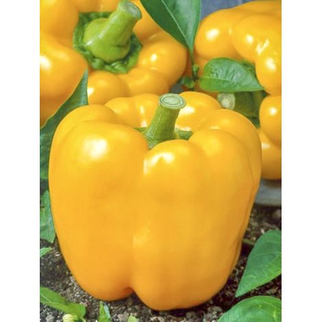 Poivron 'Yellow California Wonder' le sachet de 50 graines (0,2g) (1/2)