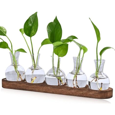 Set of 5 mini vintage propagation vases with brown wooden tray - For table decoration - Mini hydroponic vases - Decoration for flowers, plants, cuttings, herbs (1/5)