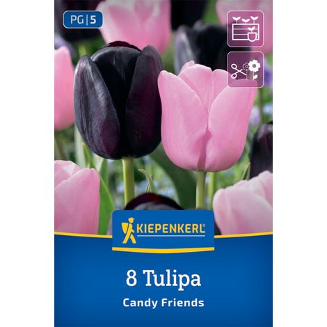 Kiepenkerl Herbstblumenzwiebel Tulpen Mischung Candy Friends 8 Stück (1/2)