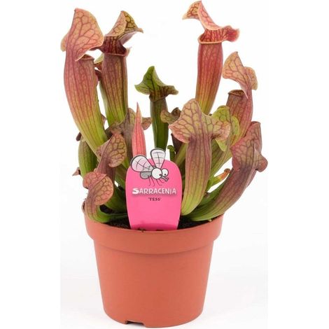 1 PIANTA DI SARRACENIA ASSORTITA VASO 8CM PIANTA CARNIVORA