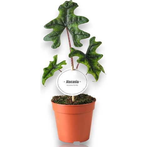 Gardenaria Alocasia 'Jacklin' - Pianta da interno ornamentale - Altezza: 30 cm (vaso 14) (1/5)
