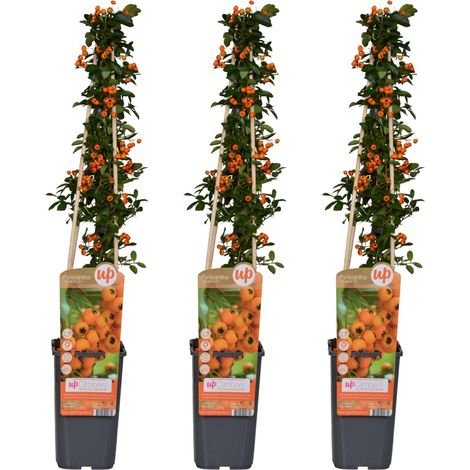 Pyracantha 'Soleil d'Or' - Lot de 3 Arbustes de Haie et Palissage - Hauteur 65 cm - Ø 15 cm - PANGIVO (1/2)