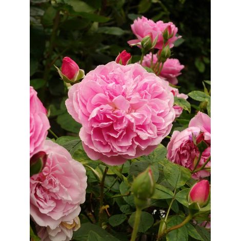 Rosier anglais 'Harlow Carr' Pot de 4L/5L (1/2)