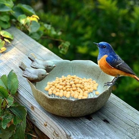 Bain d'oiseaux Bol en Céramique Pinson Sauvage Mangeoire à Oiseaux Bains d'eau pour Jardin Extérieur Cour Décor Abeille Oiseau (1/4)