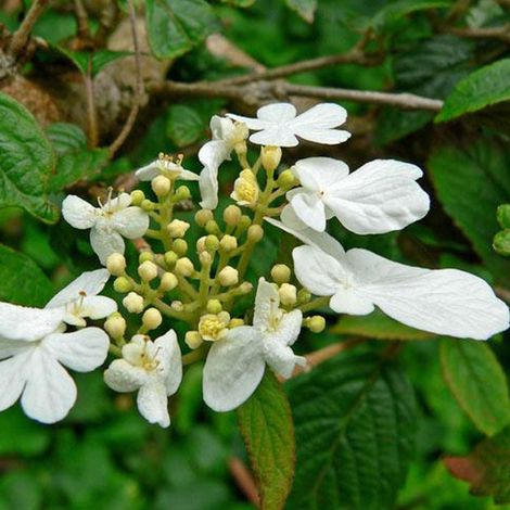 Viorne de Chine 'Summer Snowflake' - 30-40 cm pot