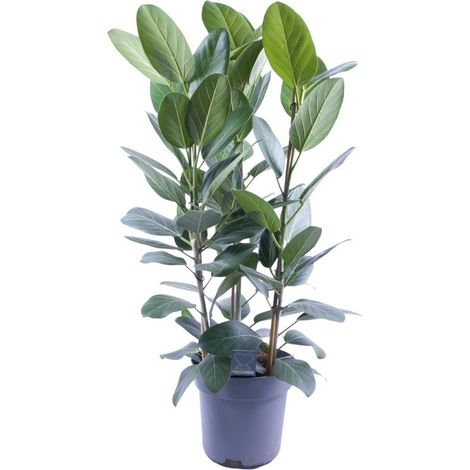 Ficus Amstel King Gold plante d’intérieur feuillage vert doré pot 27 cm hauteur 105 cm - PANGIVO (1/4)