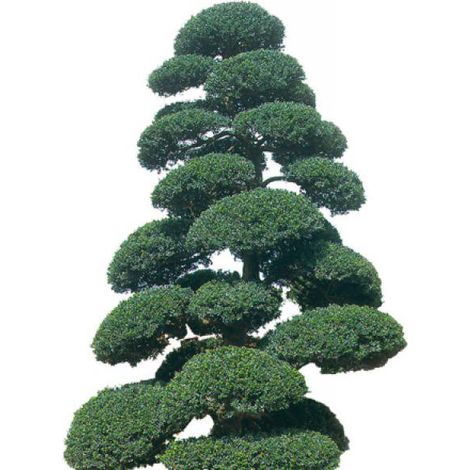 Houx crénelé 'Kinme' Pot de 7,5L/10L, Quart de tige
