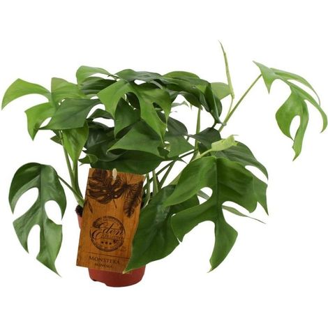 Monstera Minima Plante d'intérieur feuillage décoratif pot 12 cm hauteur 30 cm - PANGIVO (1/4)