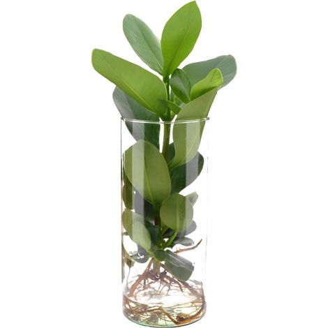Plante Verte Clusia en Hydroponie dans son Vase en Verre Cylindrique Ø12 cm x 30 cm - PANGIVO (1/4)
