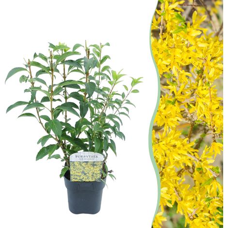 Forsythia intermedia Goldrausch Arbuste à Fleurs Jaunes Idéal Haie ou Solitaire Pot 17cm H 45cm - PANGIVO (1/5)