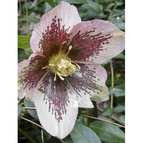 Hellébore orientale 'Guttatus' Pot de 2L/3L (1/3)