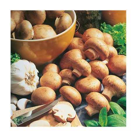 Kit de culture champignons bruns 3L – 3 à 5 récoltes – Compost prêt à l'emploi – Pour espaces restreints