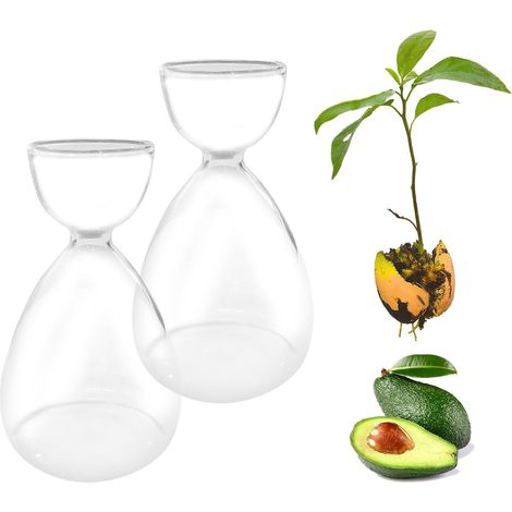 Lot de 2 vases en verre pour démarrage de semences d'avocat, kit de culture d'avocat, vase de plantation pour la maison, la table, le bureau, décoration intérieure (1/5)
