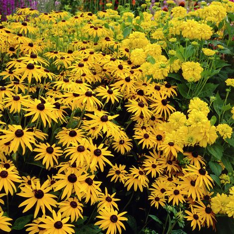 4 x Rudbeckia fulgida deammi - godet 9x9 cm