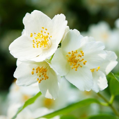 Seringat - Philadelphus Bouquet Blanc 7,5L (1/5)
