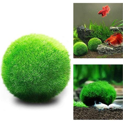 10 boules de mousse, forme ronde, diamètre 2 cm, pour aquarium d'eau douce, décoration végétale naturelle (1/5)