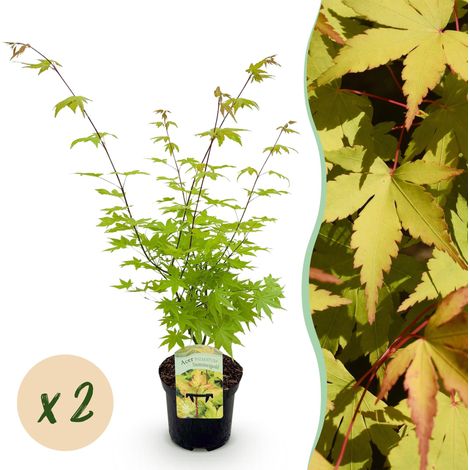 Érable Japonais Acer palmatum Summergold - Lot de 2 Plantes - Feuillage Jaune - Pot 19cm - 70cm - PANGIVO (1/5)