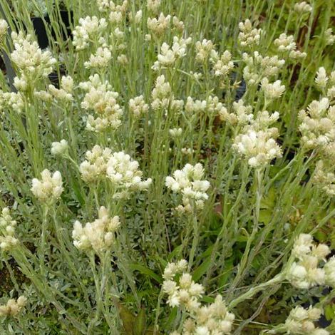 4 x Pied de chat - Antennaria dioica borealis  - godet 9x9 cm