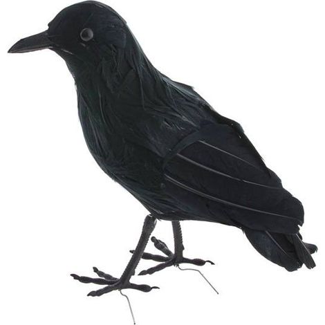 Corbeau plumes noires 20 cm (1/5)