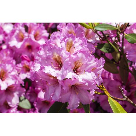 Rhododendron-Hybride 'Scintillation' Rhododendron Hybr.'Scintillation' C 5 30- 40 (1/4)