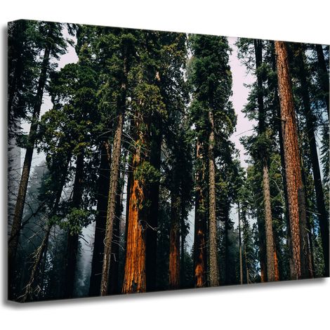 Leinwanddruck Natur Wald Nadelbäume 40x30