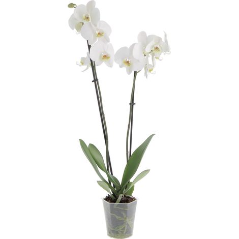 Orchidea Phalaenopsis Bianca - Piante Vere Fiorite da Interno - H 60-70 cm Vaso Ø 12 cm (1/4)