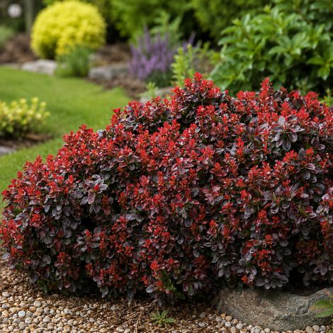 Gardenaria Berberis thunbergii 'Bagatelle' - Arbusto ornamentale da giardino - Altezza: 30/35 cm (vaso19) (1/3)